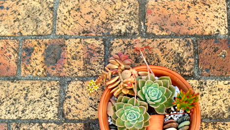 echeveria desert rose succulents creatively arranged in pot