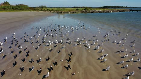 Vista-Aérea-De-Aves-Marinas-Retozando-En-Una-Cabeza-De-Playa-En-Morgan&#39;s-Point-En-Laporte,-Texas