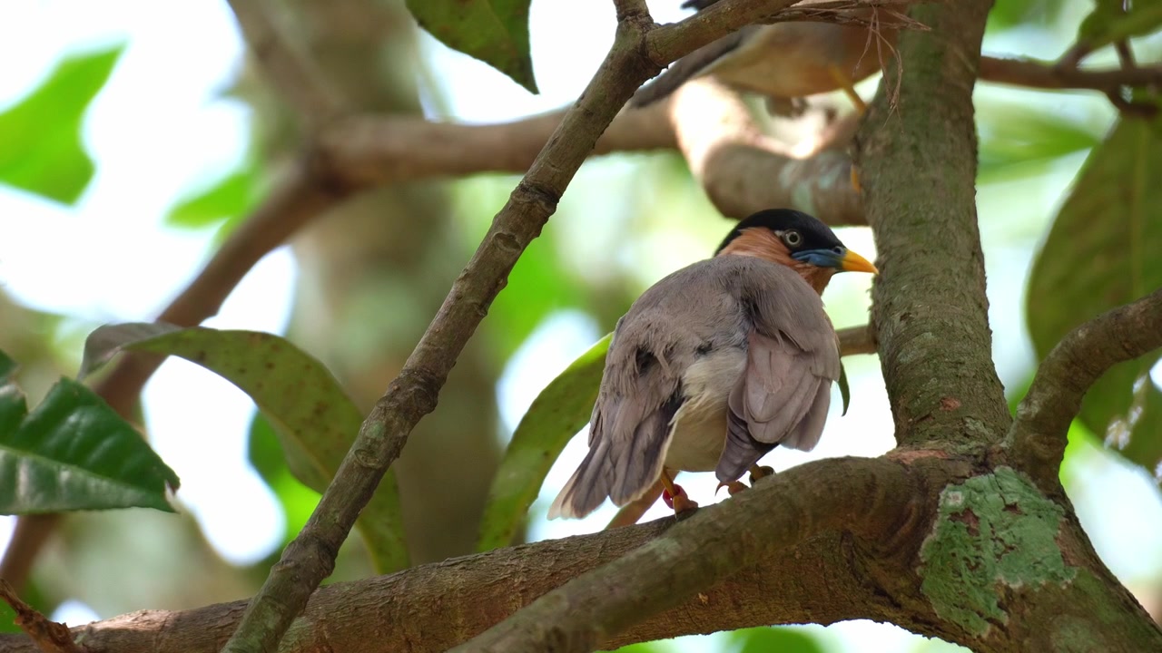 Two Brahminy starlings (Sturnia pagodarum) perch on tree branch, and slowly part way, close up shot.