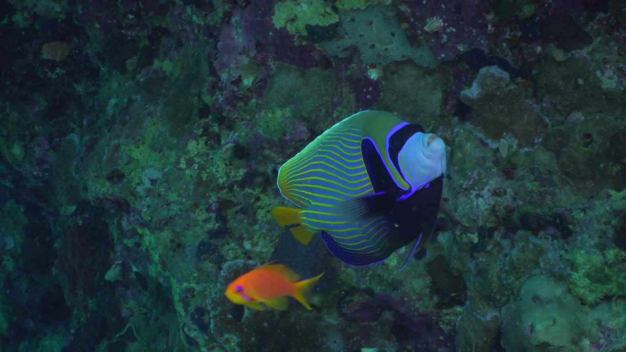 Emperor Angelfish swimming along coral reef
