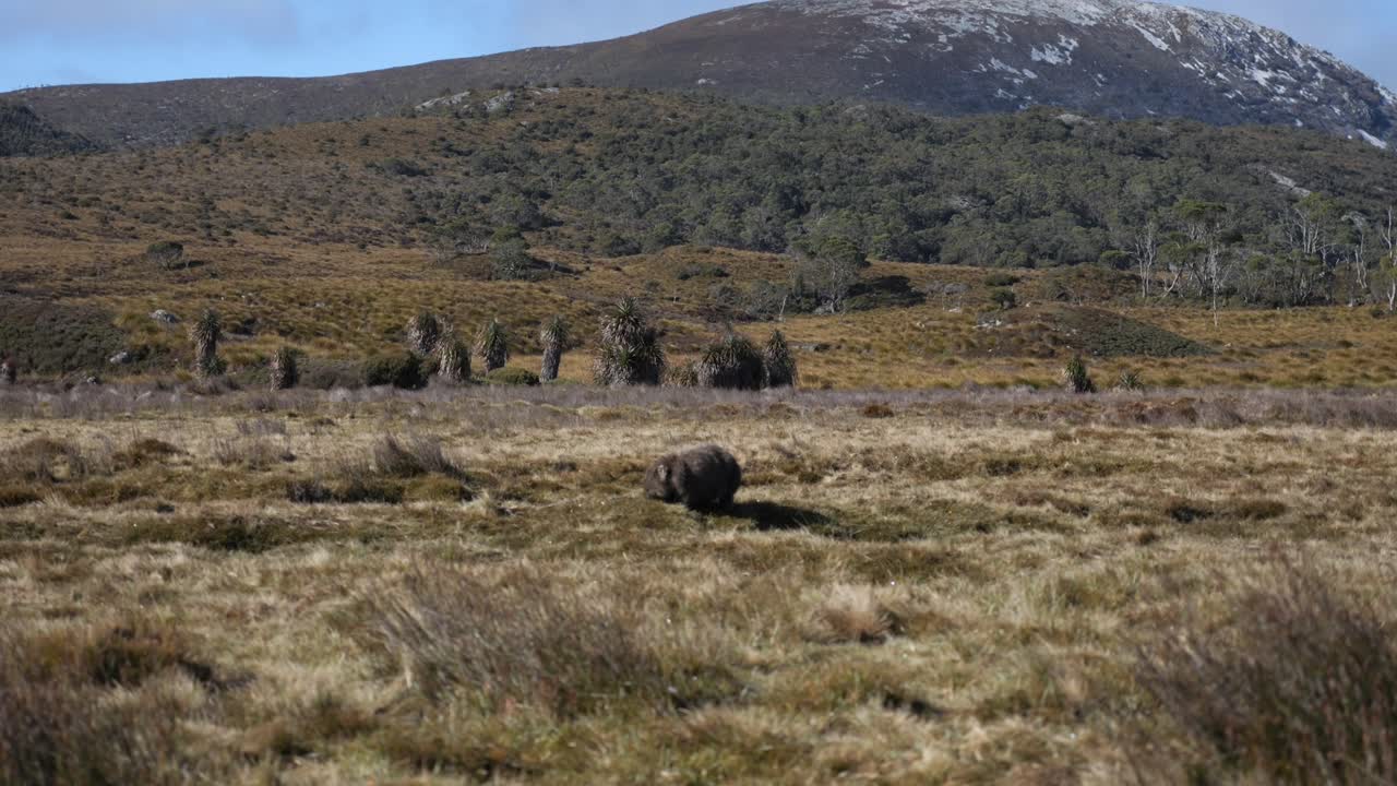 fotografía amplia de un wombat en la distancia comiendo arbustos nativos verdes y amarillos, con una cordillera detrás