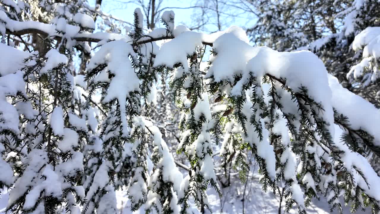 Detail shot of snow-covered pine branches in a winter forest, with backlight from the sun creating a beautiful scene.