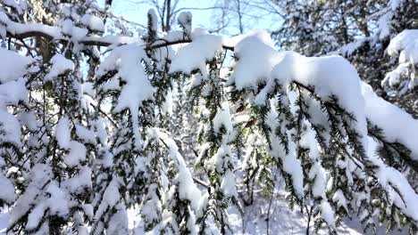 detail shot of snow-covered pine branches in a winter forest, with backlight from the sun creating a beautiful scene.