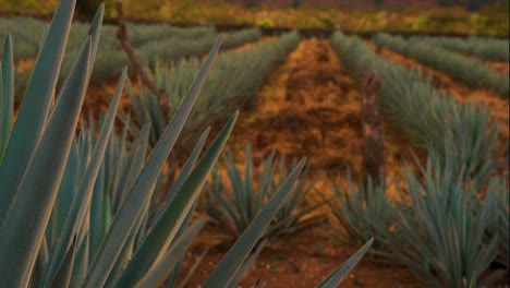 Campo-De-Plantación-De-Agave