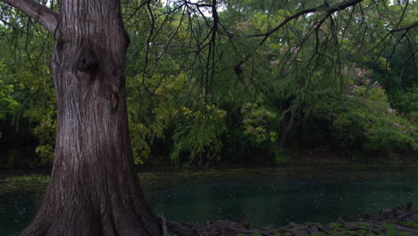 A-wide-shot-of-a-cypress-tree-on-an-island-in-the-San-Marcos-river-while-it's-raining