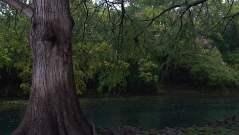 a wide shot of a cypress tree on an island in the san marcos river while it's raining