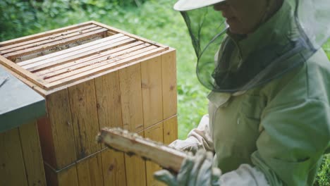 beekeeper inspecting brood frame at apiary bee yard