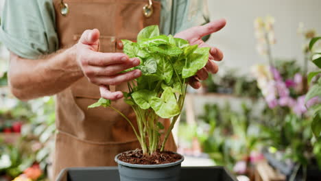 person holding a calathea plant in a pot