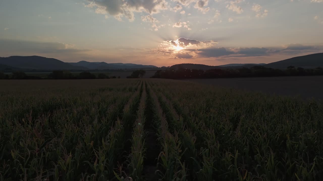 A gorgeous aerial view of a cornfield at sunset in Hungary's Zemplén region, with golden crops, rolling hills, and a vibrant sky creating a serene rural landscape