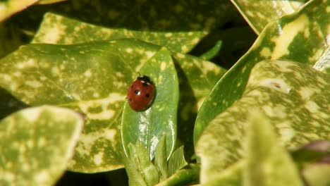 Una-Mariquita-De-Siete-Puntos,-Nombre-Científico-Coccinella-Septumpunctata,-Disfrutando-Del-Sol-De-Primavera-En-Una-Hoja-De-Un-Arbusto-De-Laurel-En-El-Reino-Unido