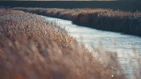 dry reeds sway in the wind on the riverbank