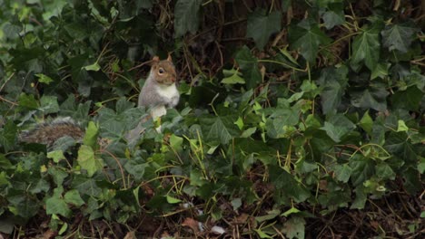 ardilla gris de pie en el arbusto de malezas mirando a su alrededor