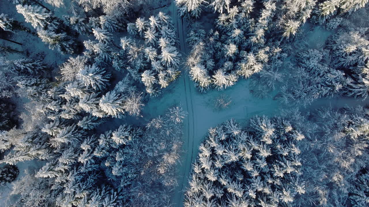 Luftfoto af et isoleret spor mellem frosne fyrreskove i Grand Jorat-skoven nær Lausanne, Vaud, Schweiz