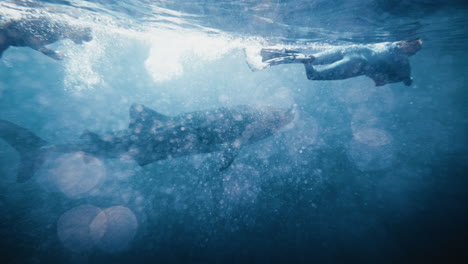 underwater photographers swim alongside whale shark at surface of water in slow motion