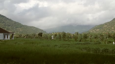 panning along indonesian farmland