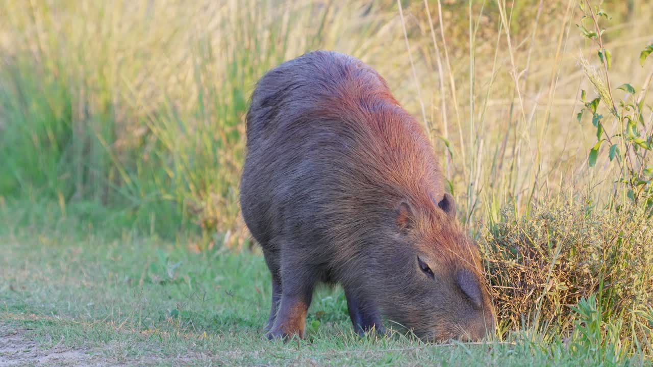 grandes especies de roedores, carpincho salvaje y preñado, hydrochoerus hydrochaeris forrajeando en las vegetaciones ribereñas, vida silvestre de cerca en la reserva provincial de los humedales de ibera