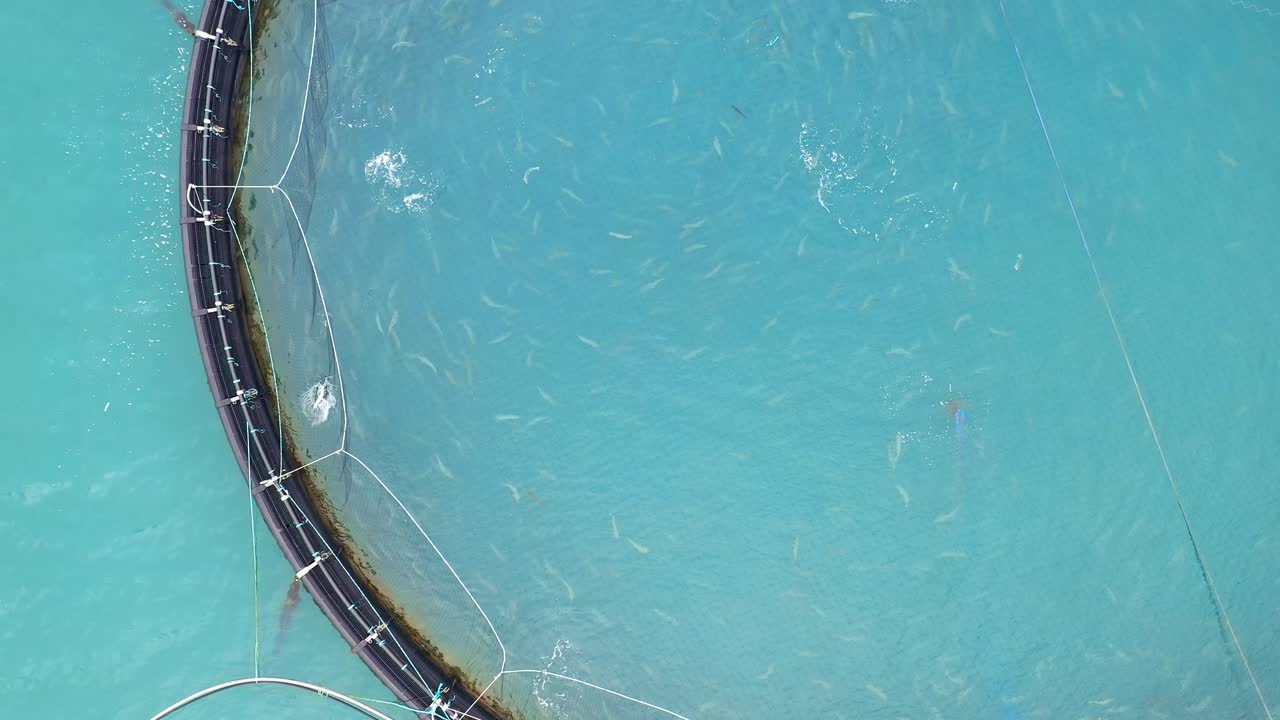 노르웨이에서 연어  ⁇ 시를 하는 공중 촬영