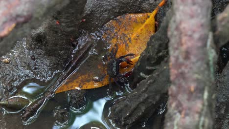 An-omnivorous-tree-climbing-crab-feeding-on-the-leaves-of-water-plants-in-the-mangrove-forest,-close-up-shot