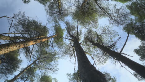 Pine trees swaying in wind