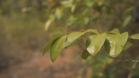 Shot-Of-Green-Leave-Waving-In-Wind-Under-Sunlight