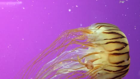 hermosas medusas detrás de un fondo morado