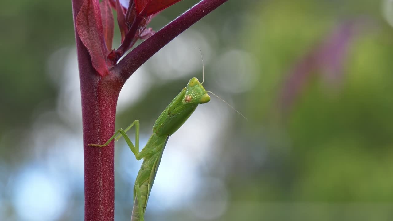Mantis religiosa verde posicionada en un tallo de planta - Primer plano
