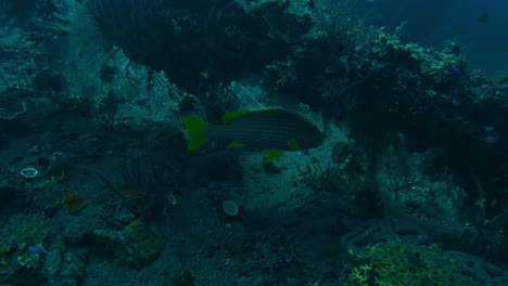 Gebänderte-Süßlippenfische,-Die-Sich-Unter-Korallen-Verstecken,-Unterwasser-Superzeitlupe