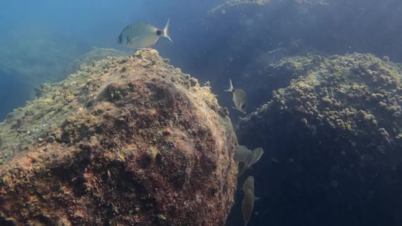 School of fish swimming past submerged rocks covered in algae, creating a vibrant marine ecosystem
