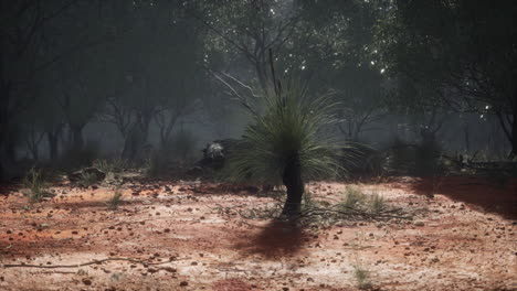 Camino-De-Tierra-A-Través-Del-Bosque-De-Angophora-Y-Eucalipto