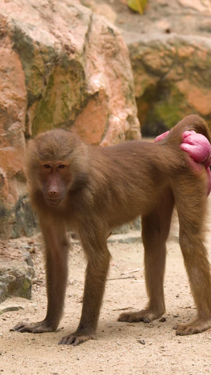 A brown Hamadryas baboon stands on sand against a rocky background in natural daylight