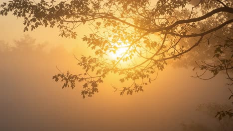 a serene sunrise through misty trees: capturing the golden glow as the sun rises behind the branches creating a tranquil natural scene in early morning light