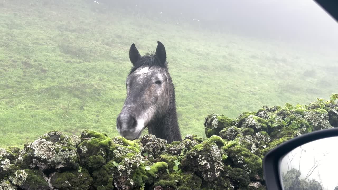Paard kijkt over een met mos begroeide vulkanische stenen muur in een mistige weide op het eiland São Miguel, Azoren, Portugal.
