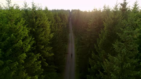 a romantic moment of a traveler passing through an evergreen forest on a straight path towards the sunset of a spring day