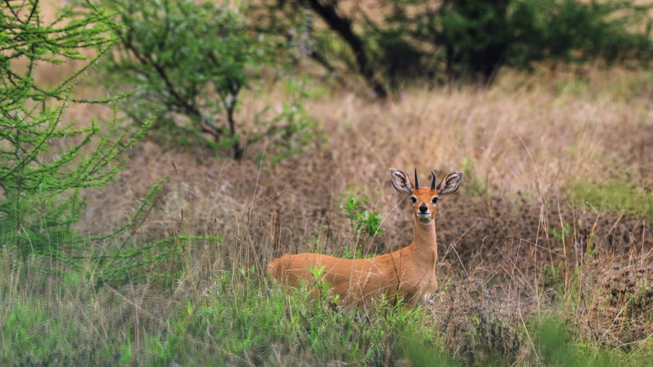 Steenbok Male In Central Kalahari Game Reserve, Botswana, South Africa. - wide