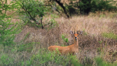 steenbok male in central kalahari game reserve, botswana, south africa. - wide