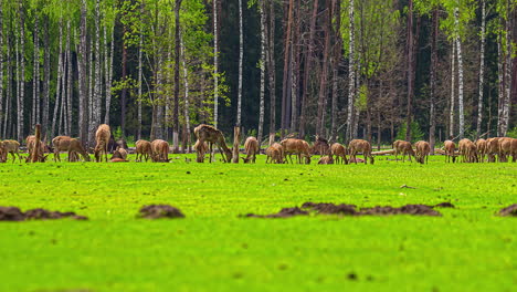 herd of deers graze on a green meadow on a sunny day