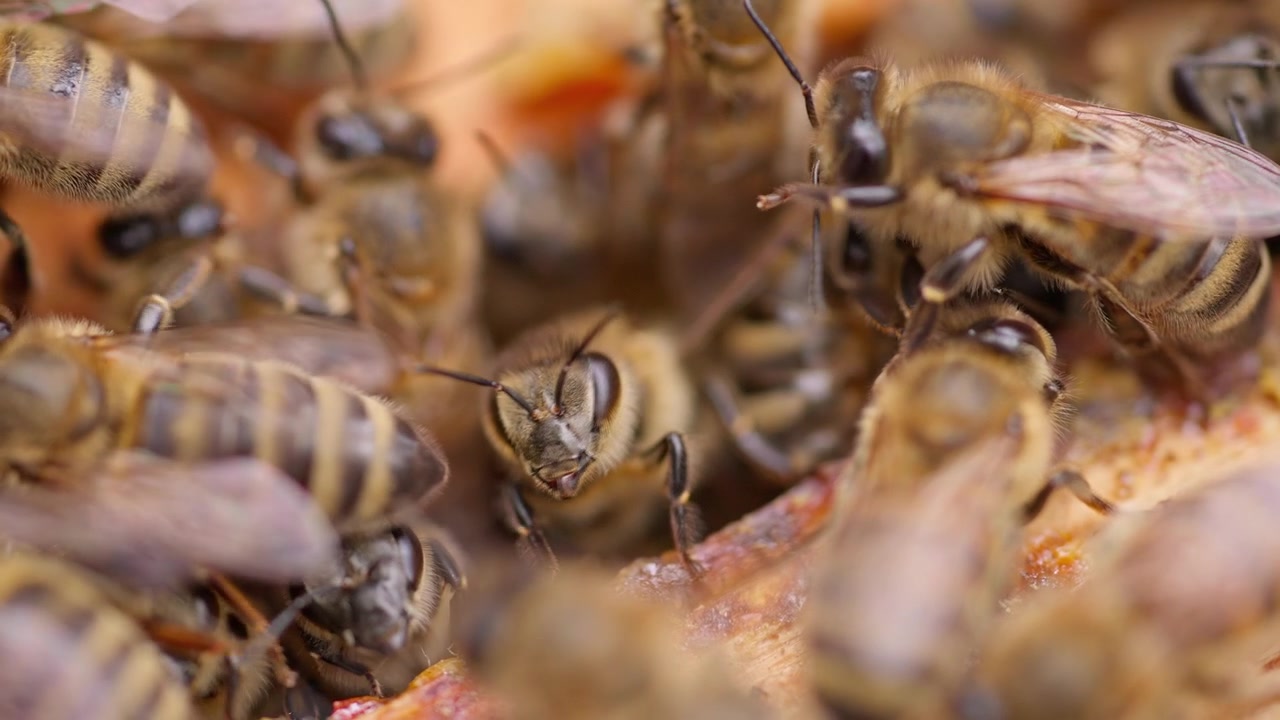 Close-up van drukke honingbijen die bewegen en werken in een bijenkorf