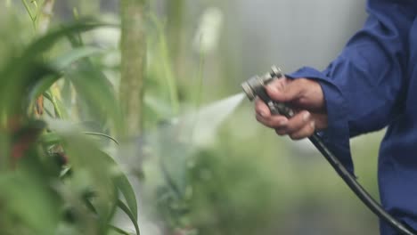 Farmer-Spraying-Fertilizer-to-the-Orchid-in-the-Farm