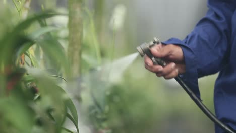 granjero rociando fertilizante a la orquídea en la granja