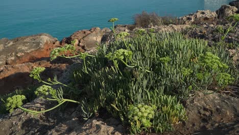 A-Crithmum-maritimum-bush-under-morning-golden-sun,-calm-sea-rippling-in-the-background