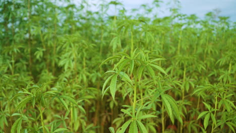 árboles pequeños de bambú en el bosque o en la plantación - limpieza