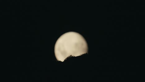 guanaco grazes in front of moon