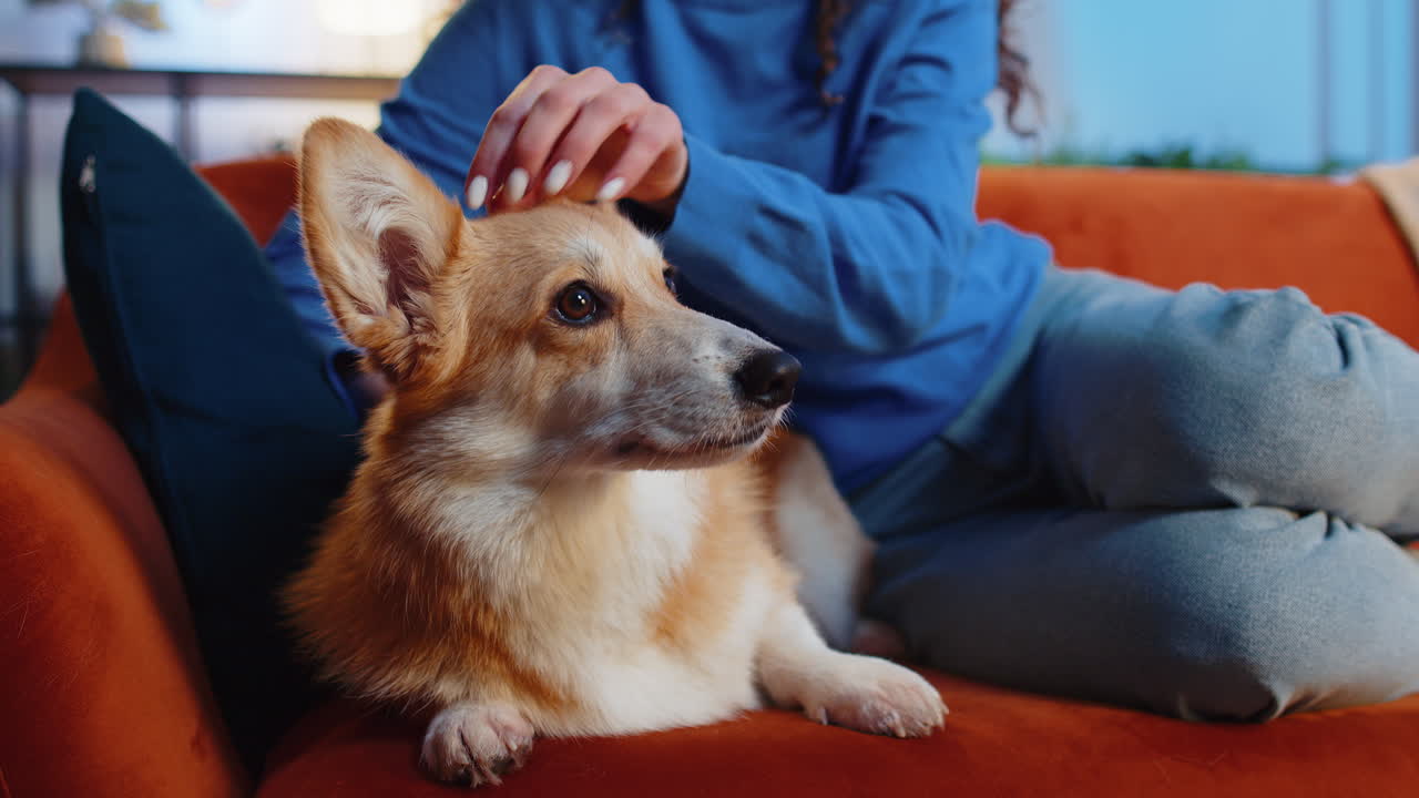 mujer con ropa azul casual acariciando a un lindo y gracioso perro corgi relajándose en un cómodo sofá en casa