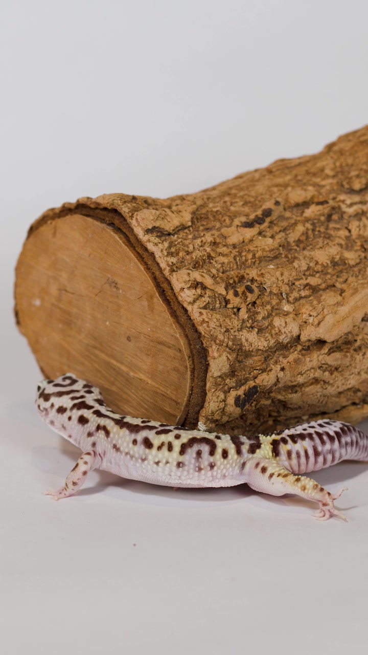 Un geco leopardino striscia lentamente dietro un tronco di legno dalla superficie ruvida su uno sfondo bianco semplice.