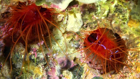 two electric clam  pulsating on tropical coral reef