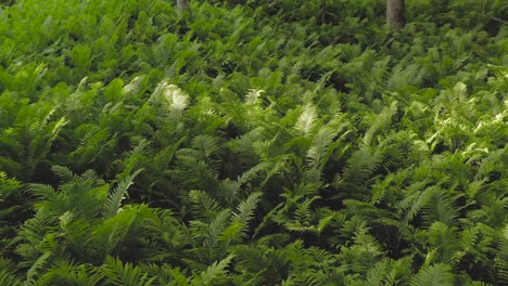 dense fern coverage on forest floor slow aerial