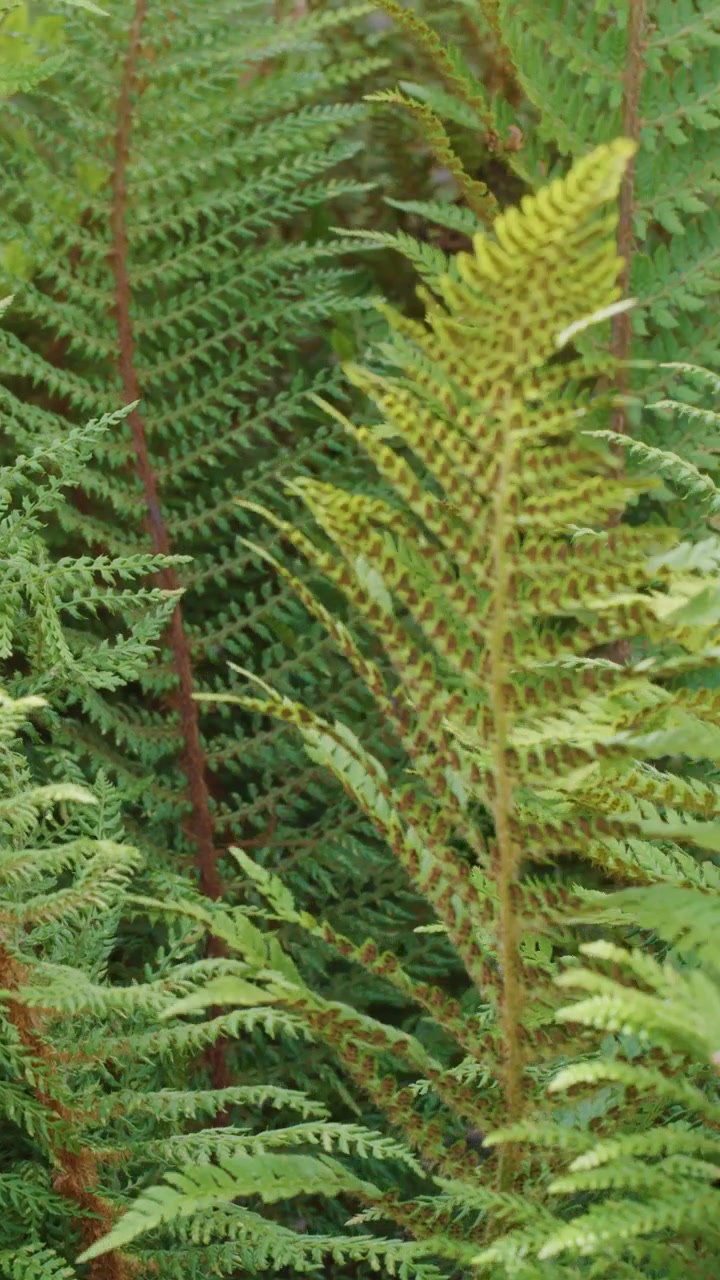 Fronde verdi di felce aquilina si muovono delicatamente alla luce del giorno, in un ambiente naturale esterno, con una ripresa stabile della telecamera