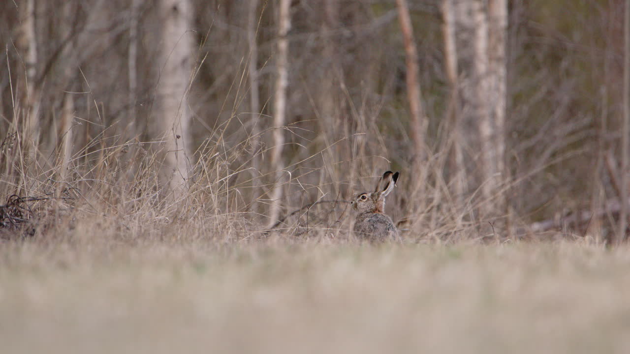 una liebre marrón europea olfateando el aire en un bosque en suecia, acercamiento amplio