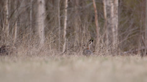 a european brown hare sniffing the air in a forest in sweden, wide shot zoom in