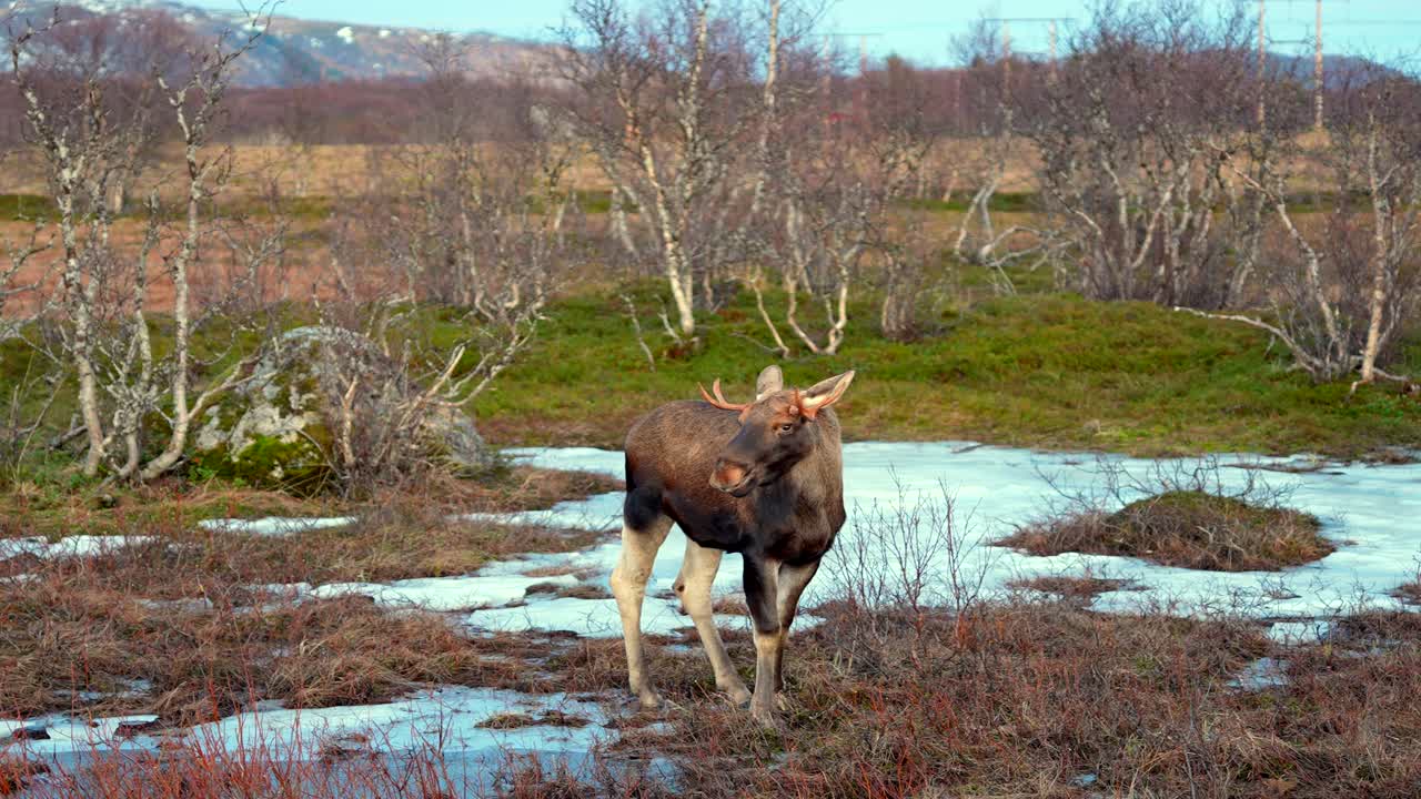 Moose standing in snowy marshland surrounded by leafless stress and a mountain in the background